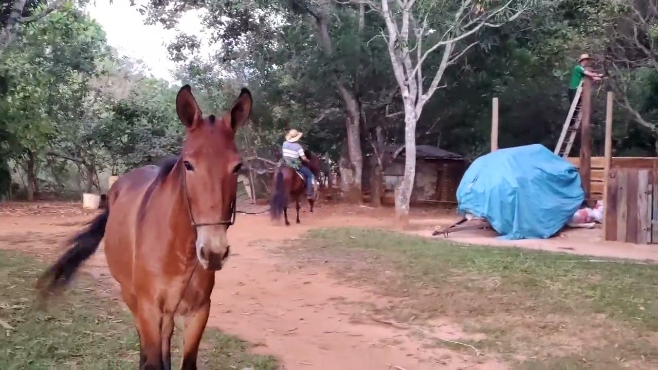 COMO ENSINAR CAVALO QUE EMPACA. POTRA ESMERALDA