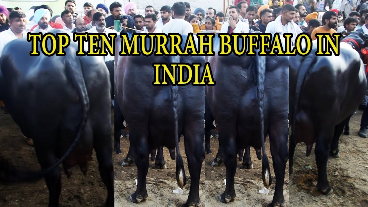 TOP TEN MURRAH BUFFALO IN THE WORLD IN INDIA I Progressive Dairy Farmers Association Jagraon Punjab