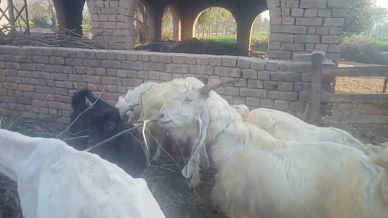 #ddp#goats#hobby#favourite goats 🐐