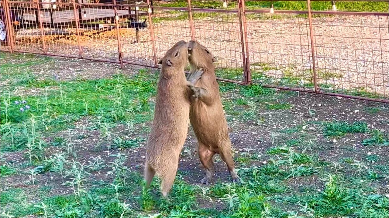 Capybaras Fighting *SCARY* (Kumala vs Savesta)