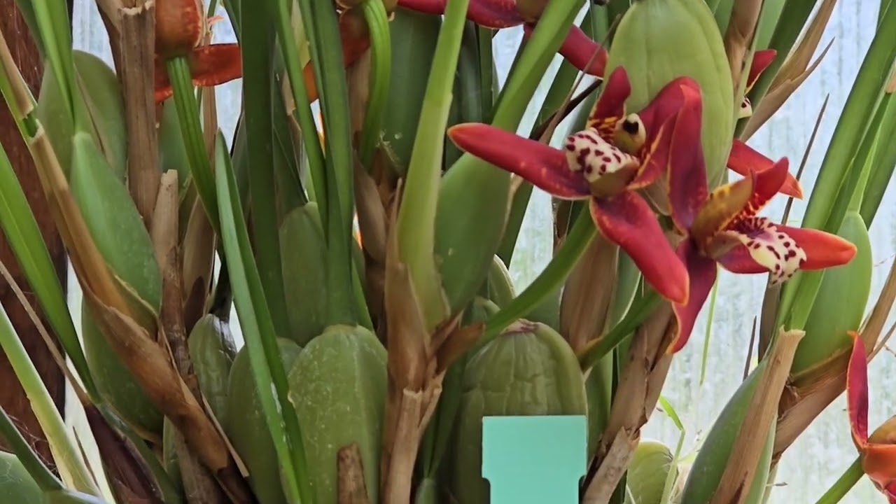 #Maxillaria #tenuifolia coconut 🥥 #orchid 