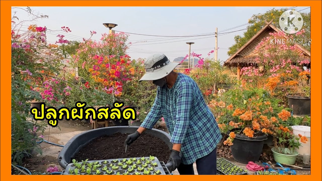ปลูกผักสลัด กรีนคอส บัดเตอร์เฮด สลัดอิตาลี่ 
