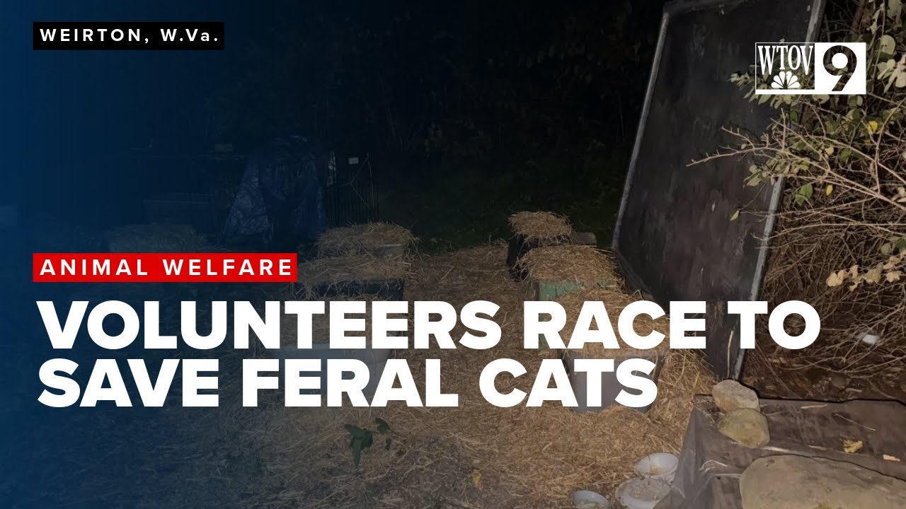 Cat shelters removed before cold snap sparks outrage