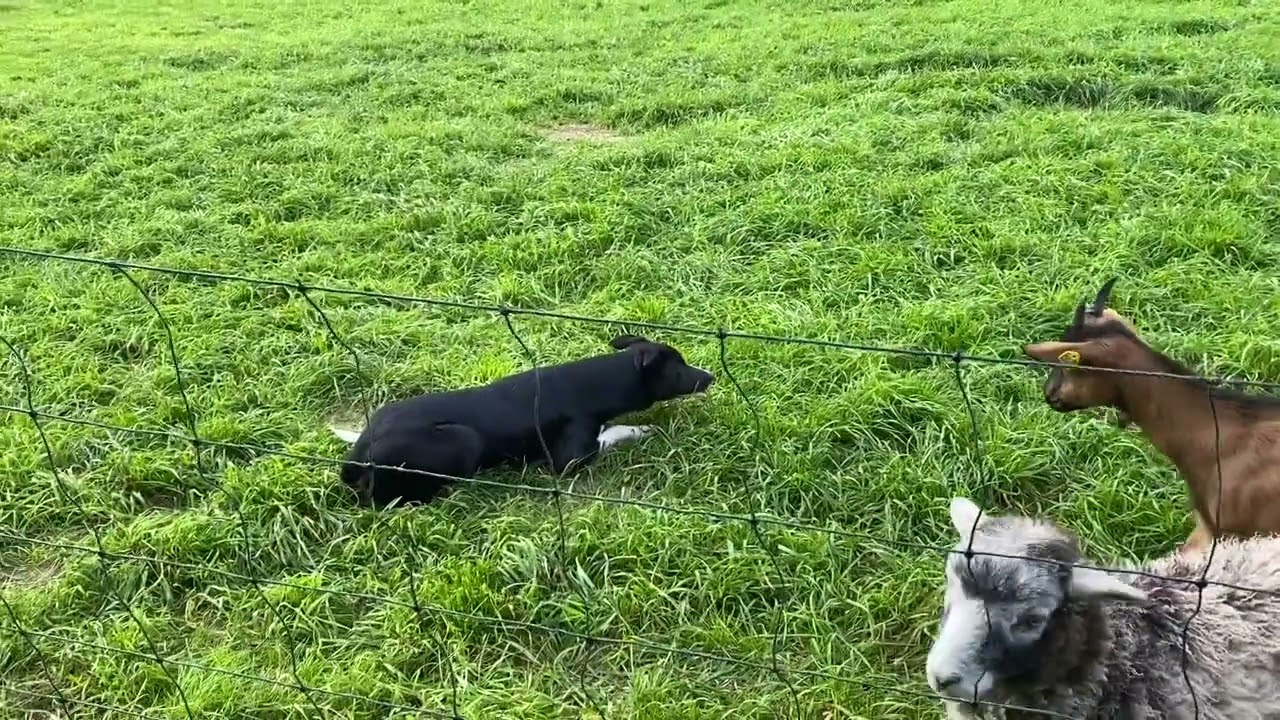 Junger Bordercollie bei der Arbeit an Schafen und Ziegen #bordercollie #herding #workingdog #kaz