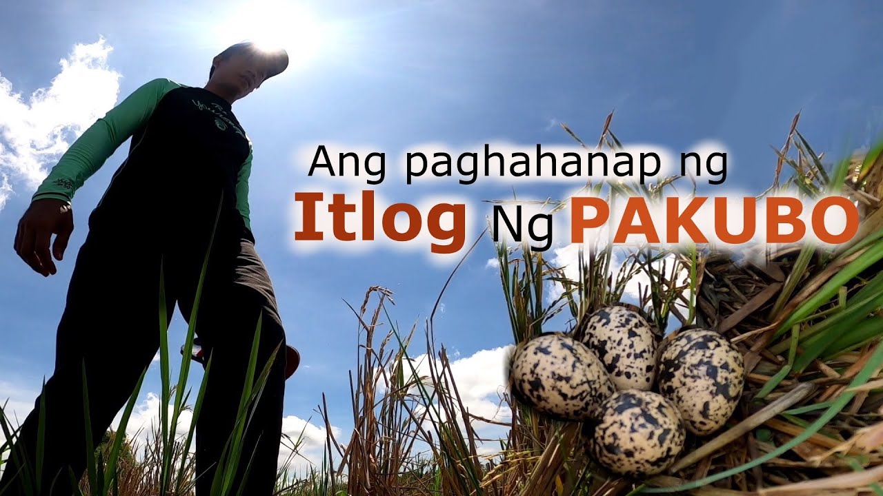 Paghahanap ng itlog ng Pakubo