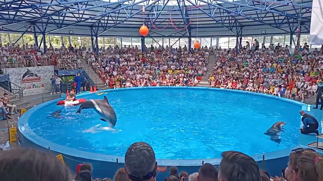 ШОУ В ДЕЛЬФИНАРИИ🐬 ||СОЧИ ПАРК✨