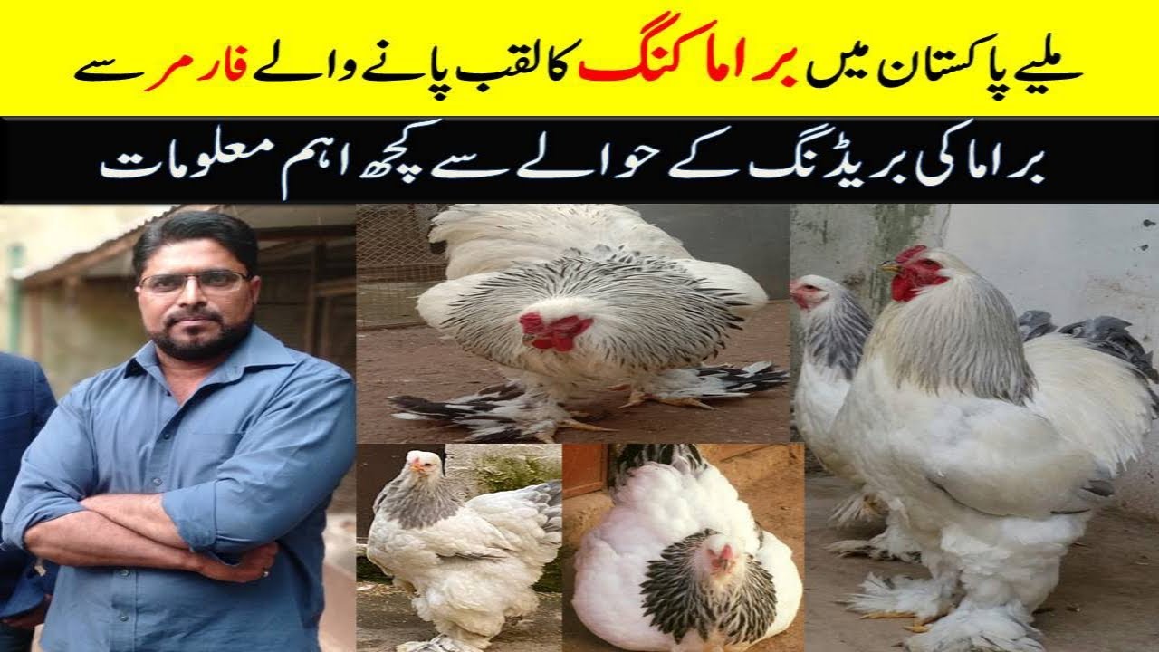 visiting house of Brahma ishfaq Ahmad setup in Rawalpindi|brahma|Fancy hens at home part 2