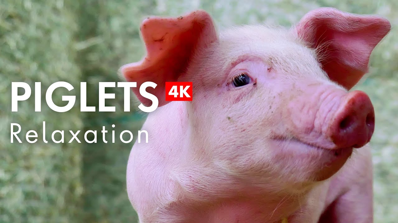 Piglets in 4K, Relaxing Music for Stress Relief