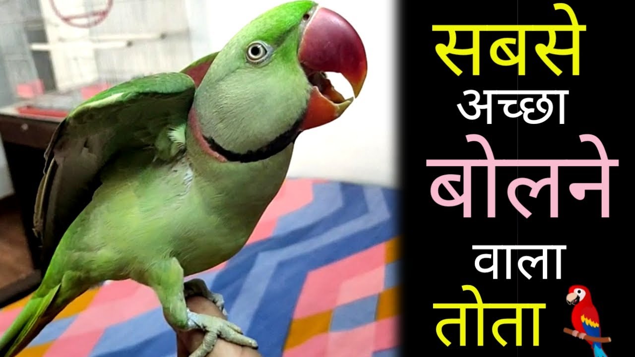 Pablo Parrot सबसे अच्छा और साफ बोलने वाला तोता