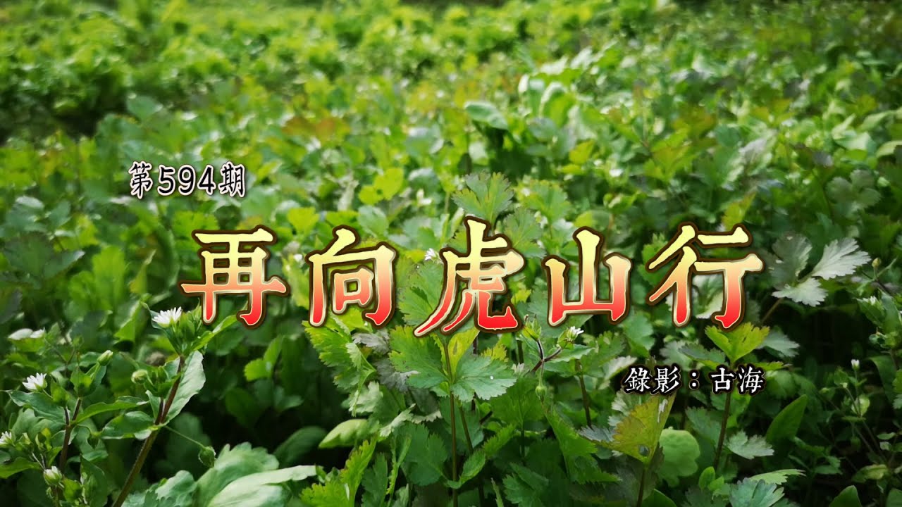 鄉下傳說廣東雲浮富林長眠著一位皇帝走失兒子