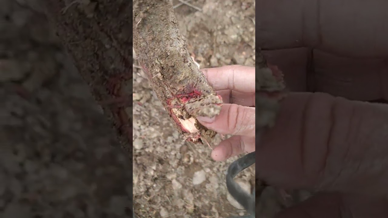 Özgür daş ve kara çalıda kan yapılabilir 