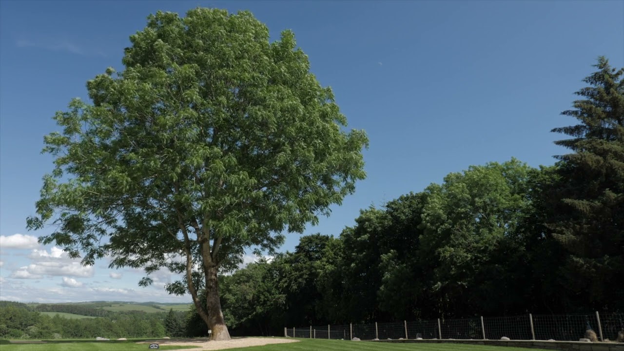 15 Tree Top Visualisation