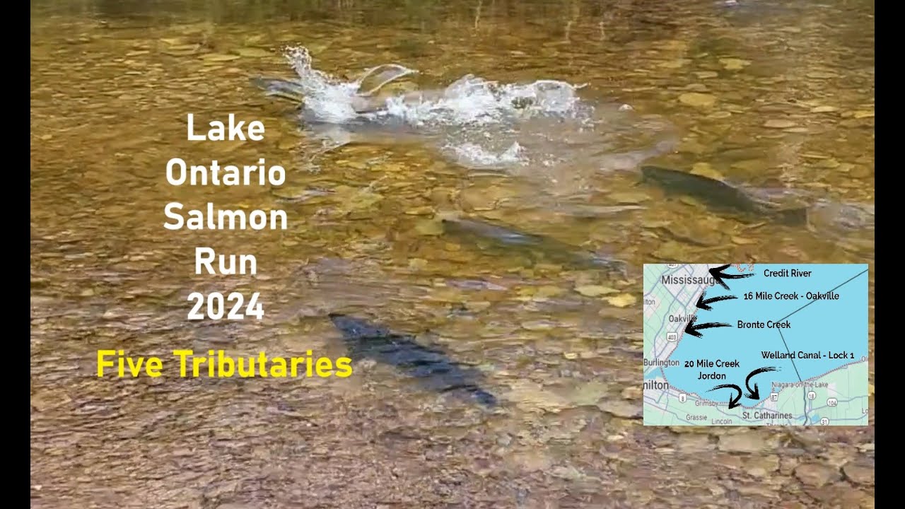 Lake Ontario Salmon Run 2024 Five Tributaries