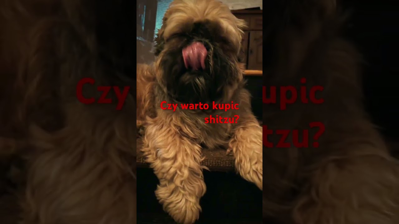 Czy warto kupic Shihtzu ???? #shihtzu #psy #shihtzupuppies #shihtzulive