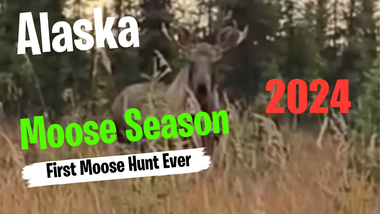 First Moose Hunt Ever in Alaska Awesome Adventure