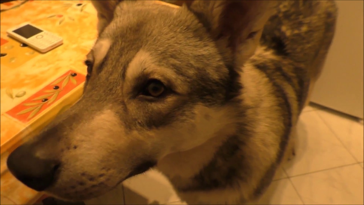 Saarloos Wolfhund Leon  - Was bisher geschah