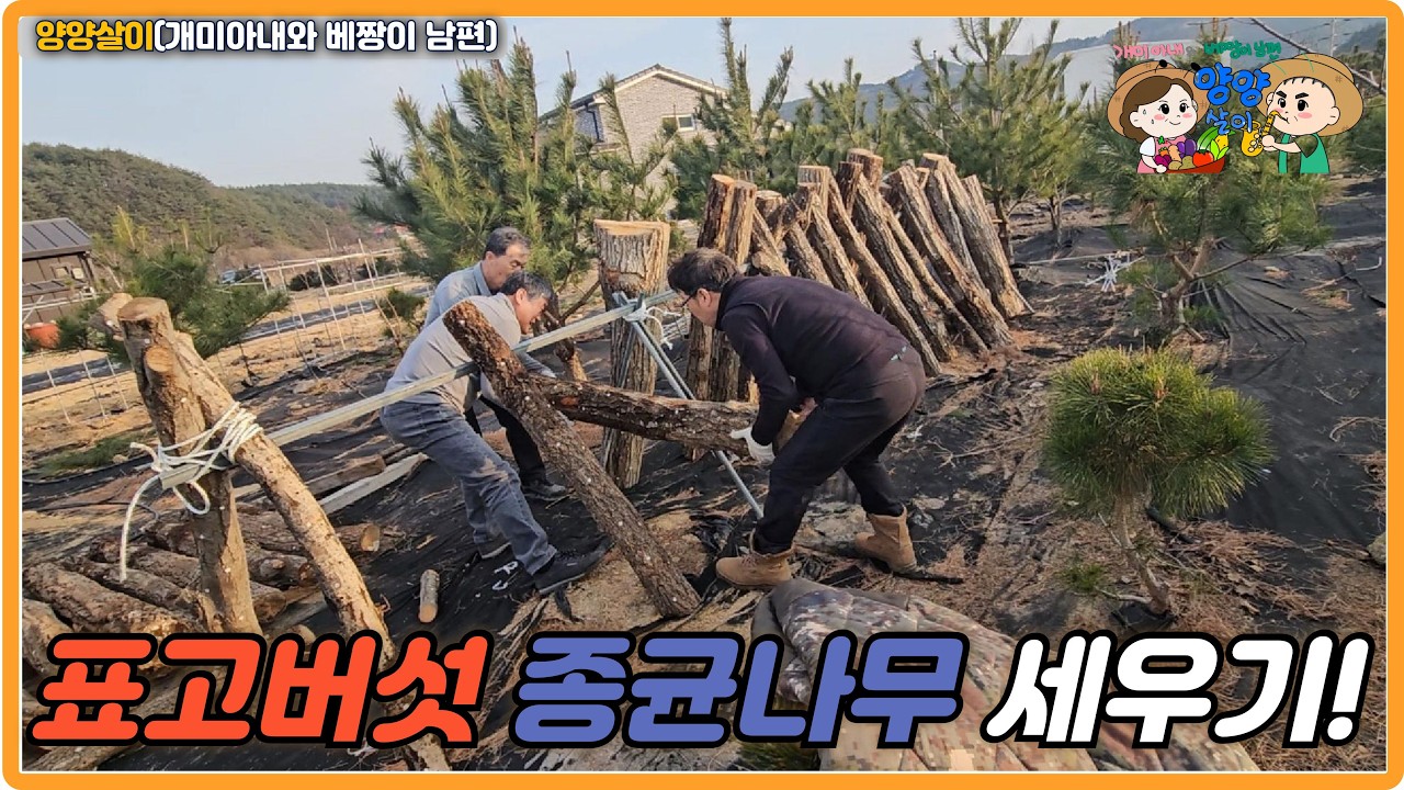개미농장 첫 표고버섯 재배 도전! 표고버섯 종균나무 세우기! 근데 나무 상태가...