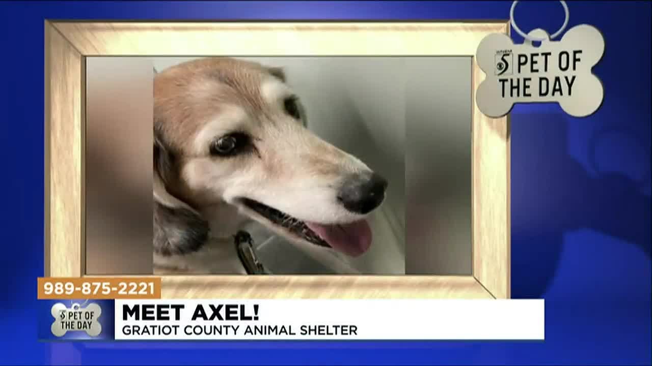 Pet of the Day: Meet Axel!