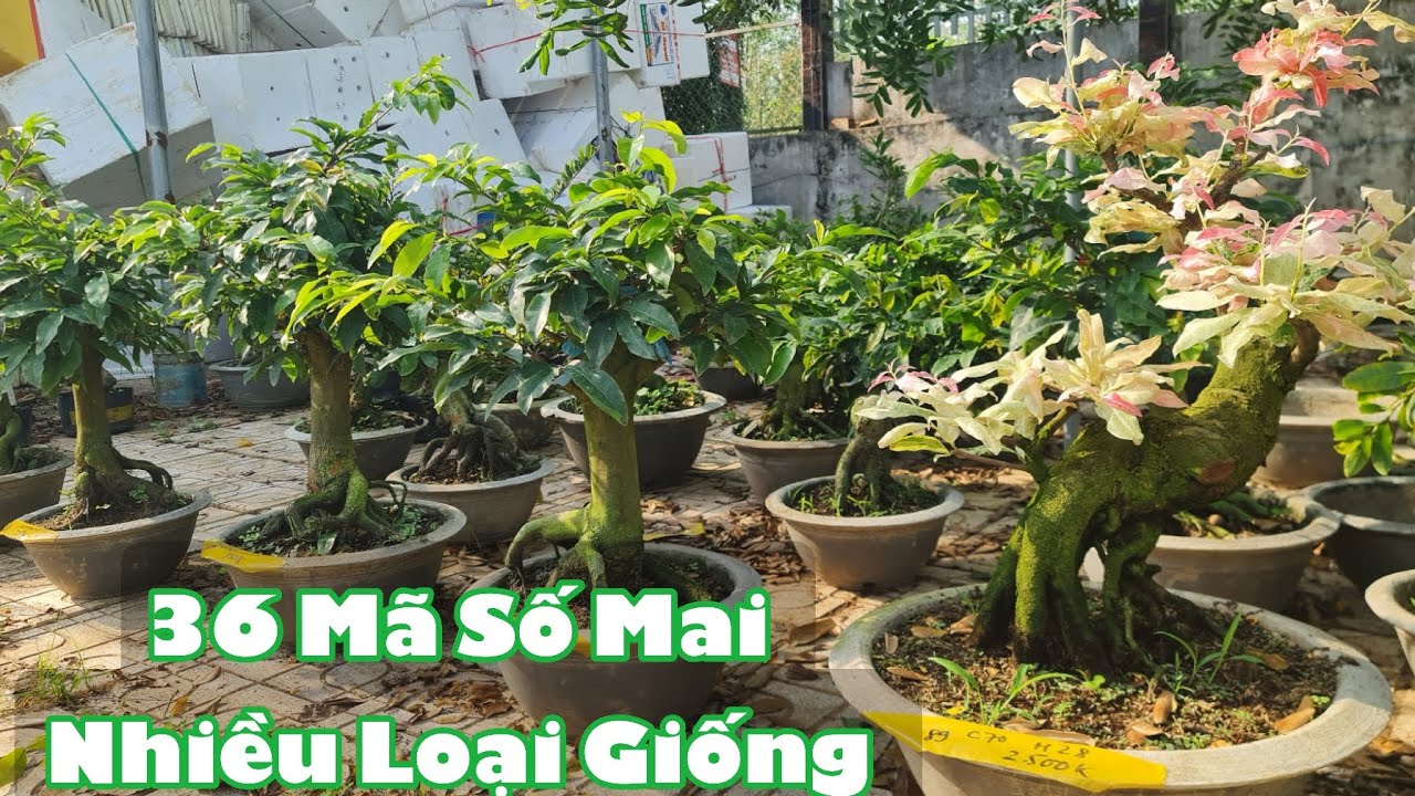 Ngày 18/03. 36 Mã Số Mai Nhiều Loại Giống.☎Út 0353777111