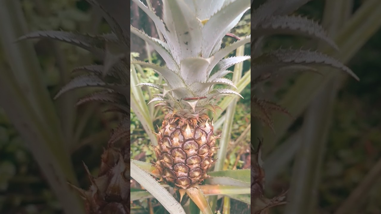 Did you love pineapple ? 