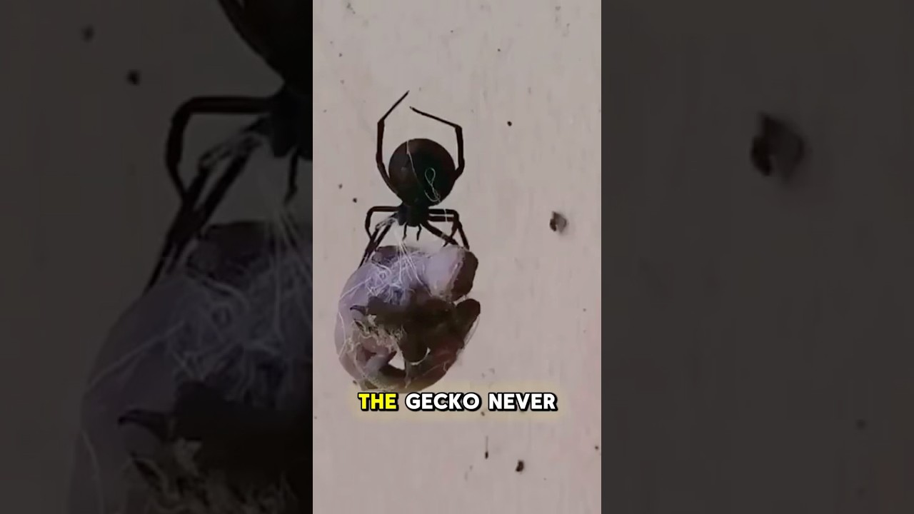 Spider wraps up prey way bigger than itself#shorts #animals #wildlife #fypシ