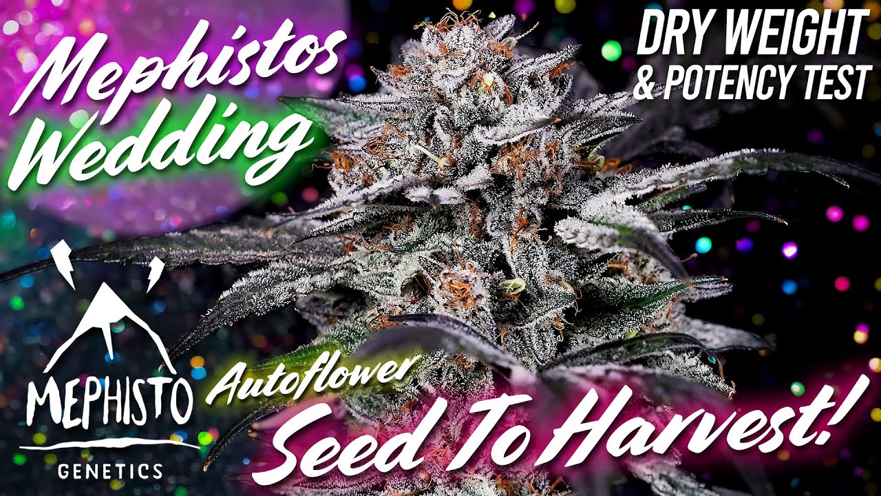 Mephisto's Wedding Autoflower Seed To Harvest!
