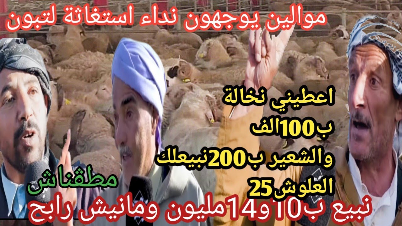 شاهد موال يتحدى الرئيس تبون تبيعلي نخالة ب 400الف وتحبني نبيعلك الكبش ب25 😨ماطقنلش  رانا نخسرو بزاف