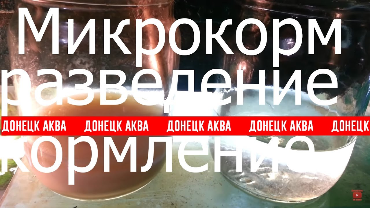 Микрокорм, Корм для рыб, How to make fish food, c&oacute;mo hacer alimento para peces, 如何使魚飼料