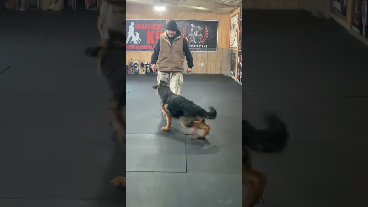 Milo v Hismerh 