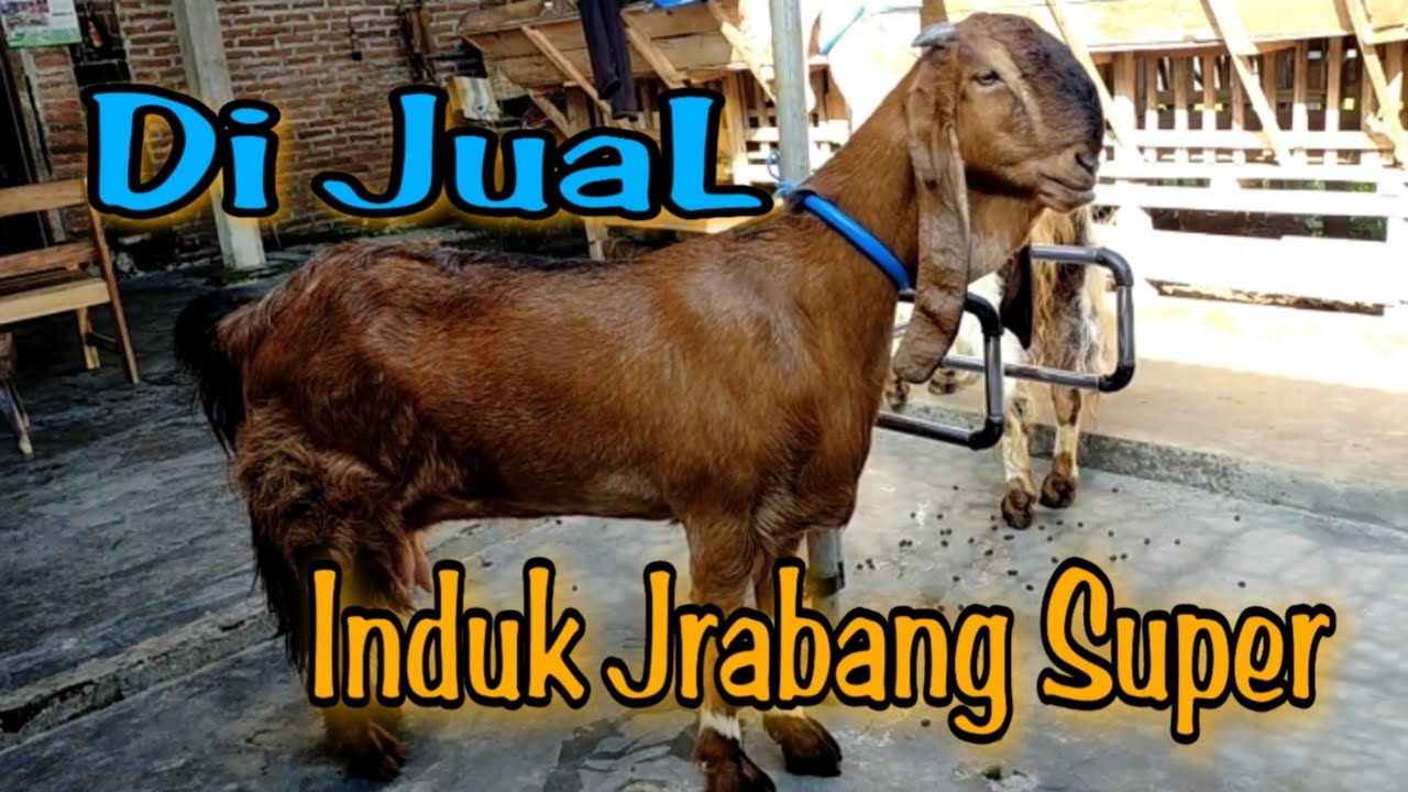 Di Jual Induk Jrabang super & Dara positif Bunting