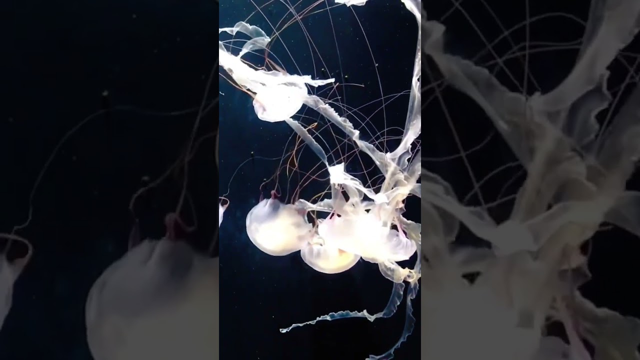 Beautiful Jellyfish 