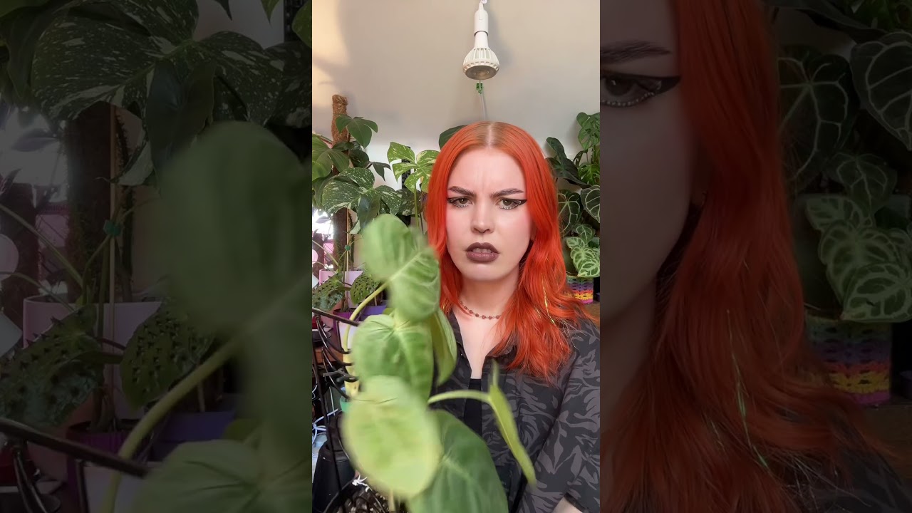 Like? Thanks I guess? #plants #plantgoals #indoorplants #indoorgardening