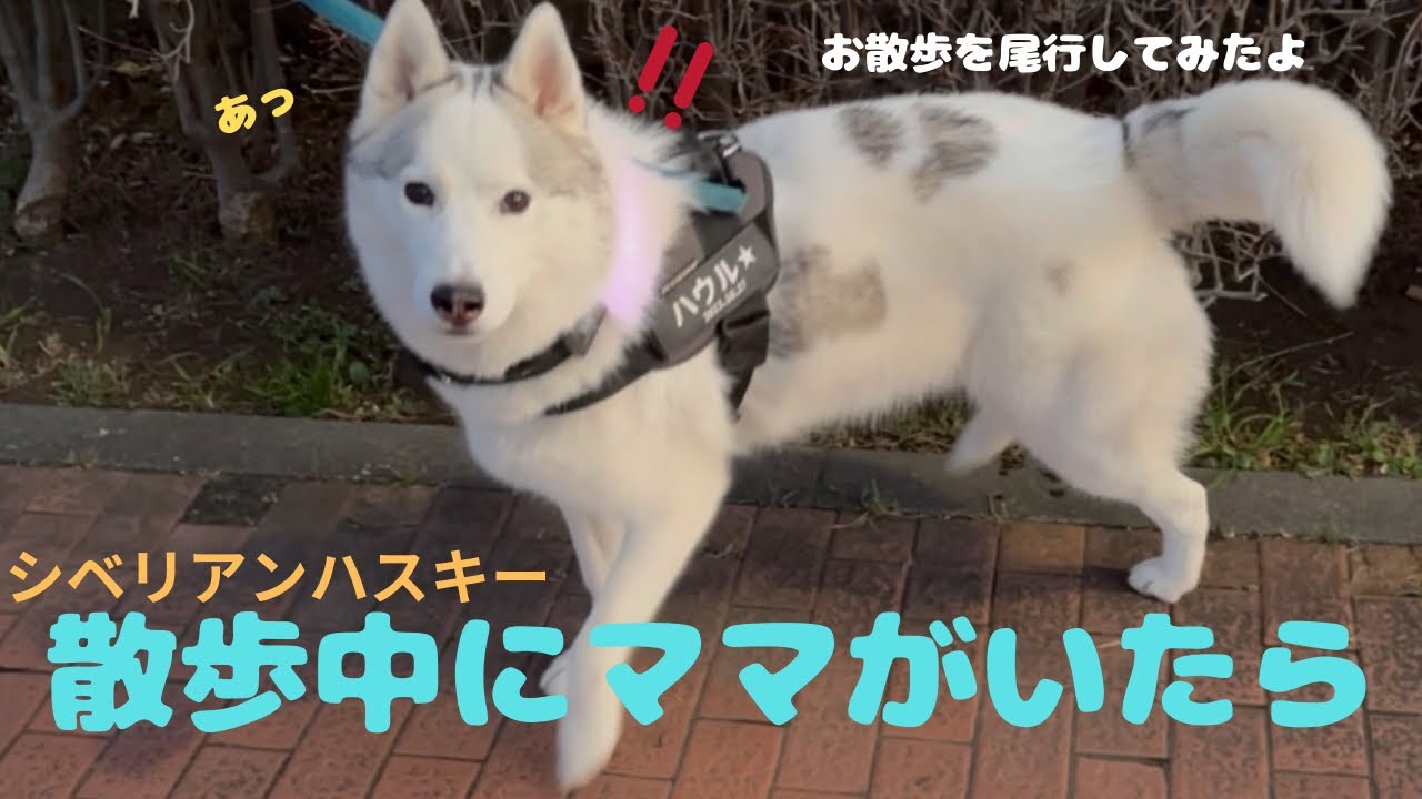 お散歩でママがいた時のハスキーの素の驚きが可愛いすぎました