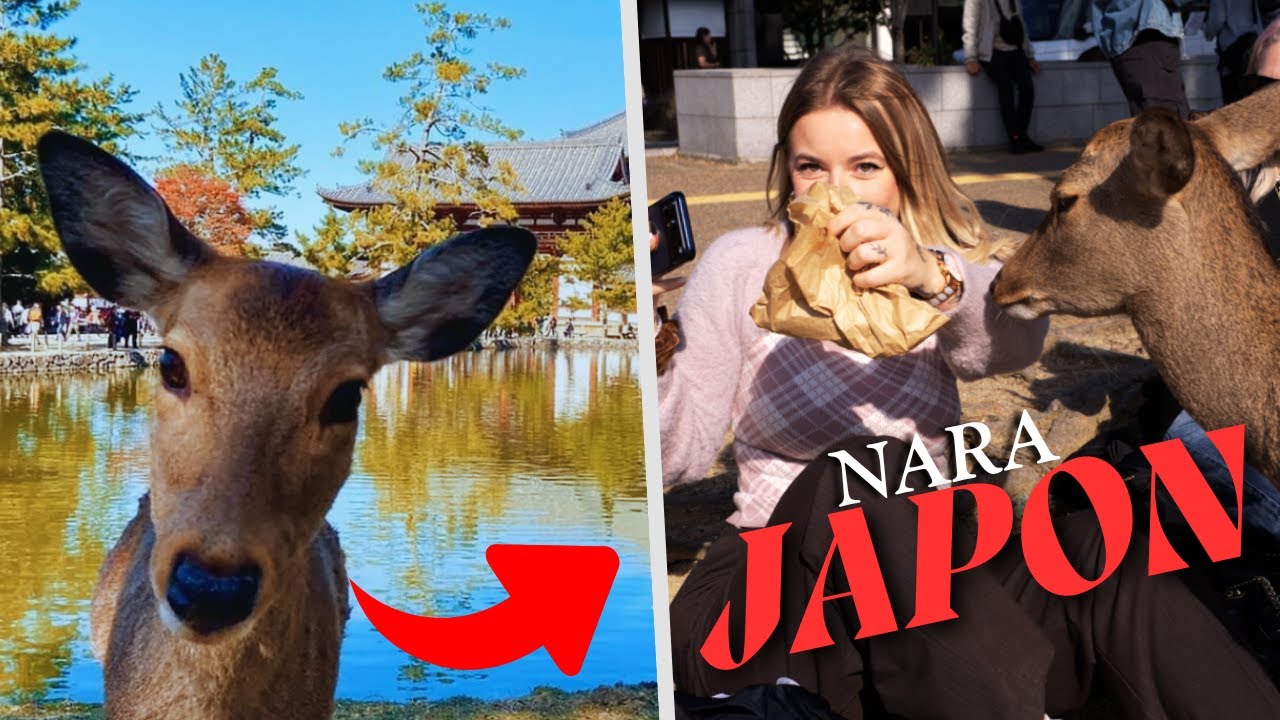 Je me fais ATTAQUER par des daims &agrave; Nara ? ▶ IRL Japon
