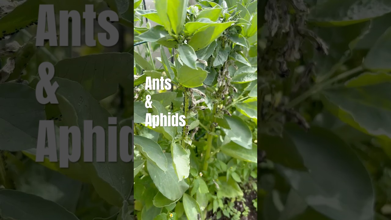 They're in CAHOOTS!! #garden #plantgrowthrive #gardening #plantdevelopment #plantgrows #bugs