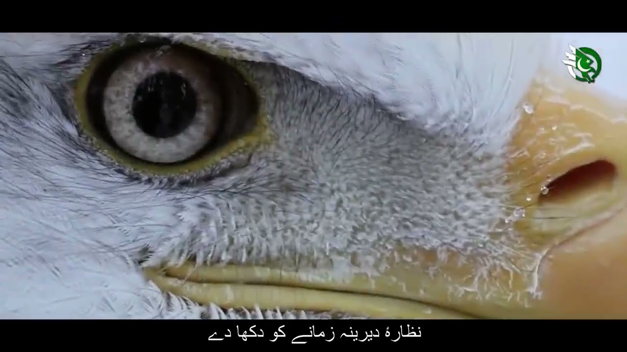 Iss Dour Mein Mai Aur Hai  (Allama Iqbal)