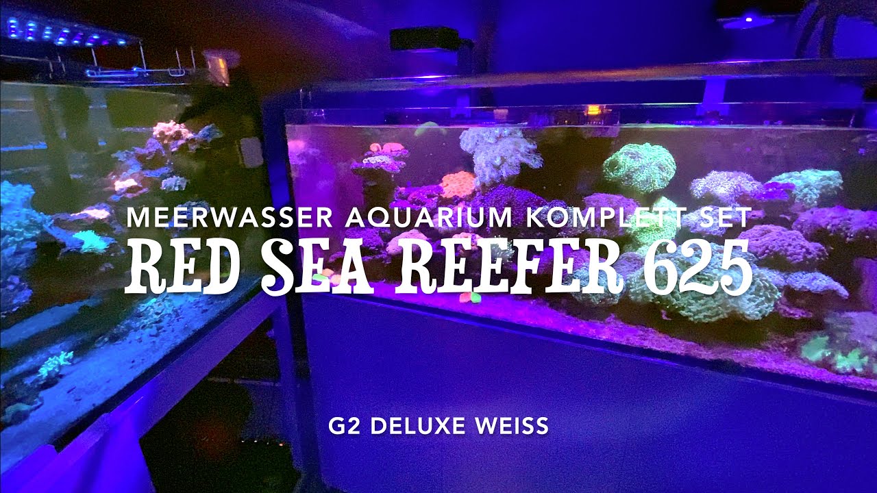 Red Sea Reefer 625 G2 Deluxe wei&szlig; -  Hochwertige Meerwasser Aquarien recht g&uuml;nstig Gut Euphyllias
