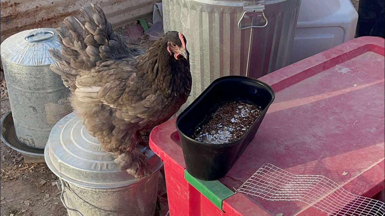 3/5/26 Morning from the Chicken Courtyard  