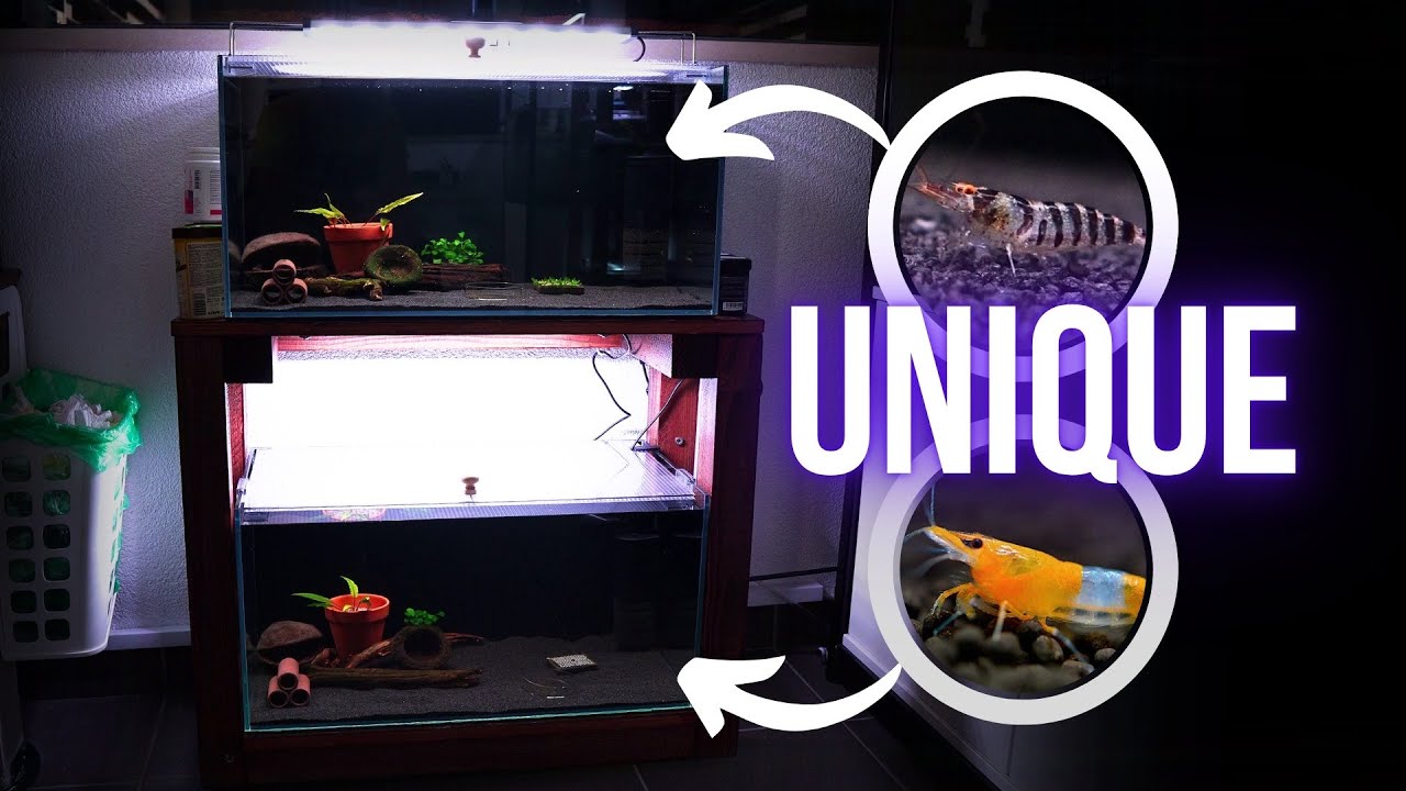 AQUARIUM SETUP FOR RARE SHRIMPS (ZEBRA BABAULTI OE & ORANGE RILI) | BREEDING for PROFIT