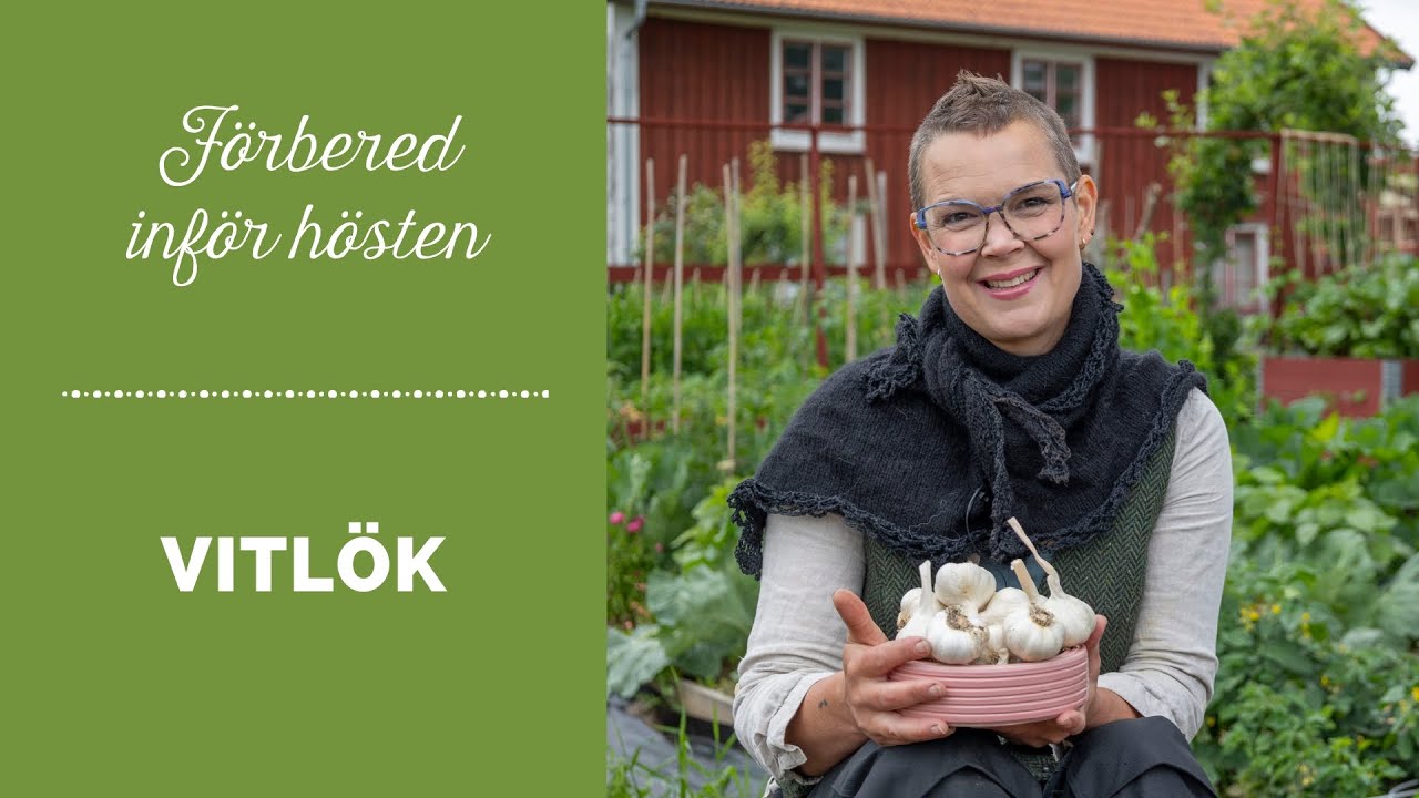Vitlök - Så förbereder du inför att sätta vitlök på hösten