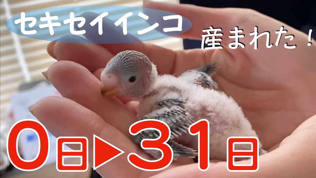 インコが卵を産んだ！孵化から31日間の成長記録