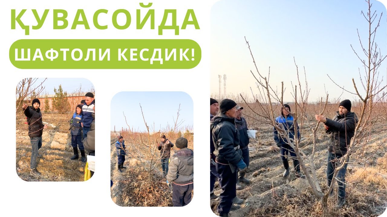 ШАФТОЛИНИ ЯНГИ УСУЛДА КЕСИШНИ ҚАБУЛ ҚИЛГАН ҚУВАСОЙЛИК ИЛҒОР КЕСУВЧИЛАР БИЛАН ДАРАХТ КЕСДИК!