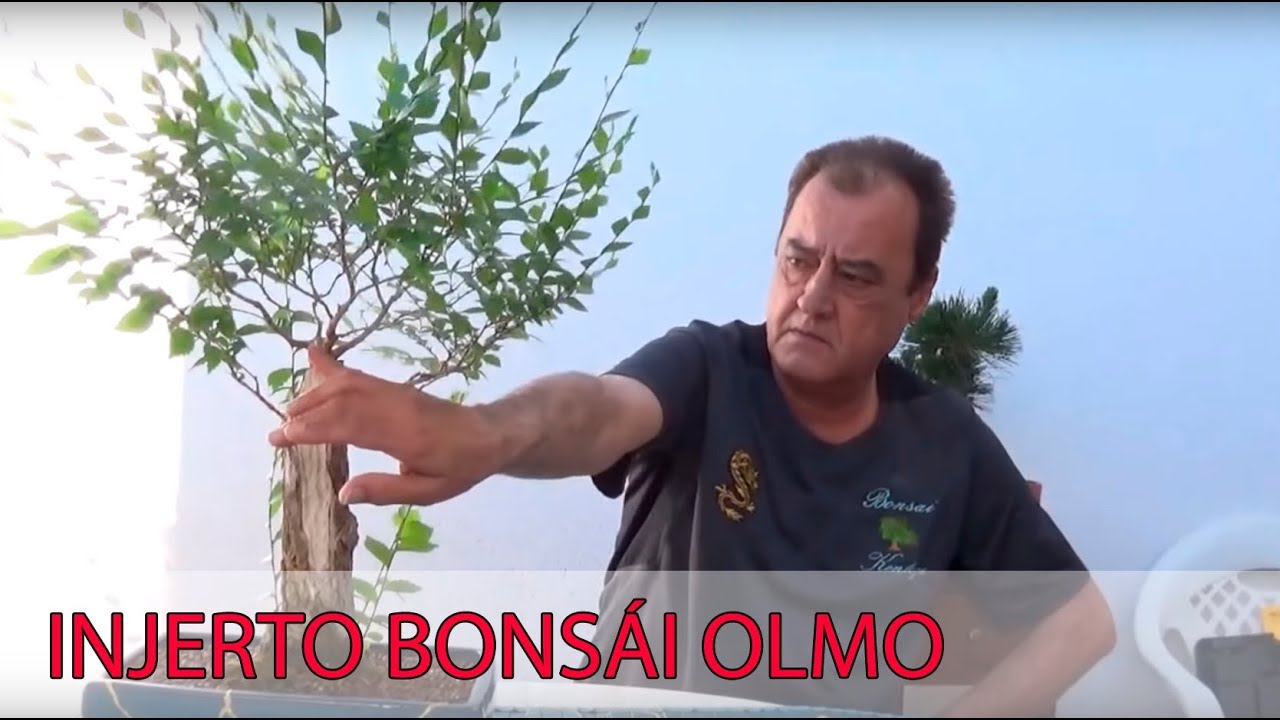 Injerto y pinzado de bonsái olmo