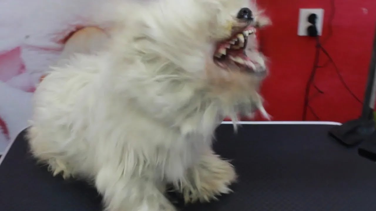 The Most Aggressive Dog: How We Managed to Groom and Save Him from Matted Fur  #rescuedog
