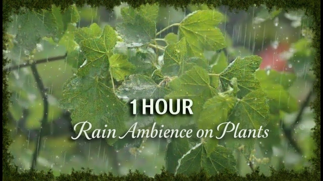🌧️ 1 Hour Rain on Plants | Calming Nature Sounds for Sleep & Relaxation