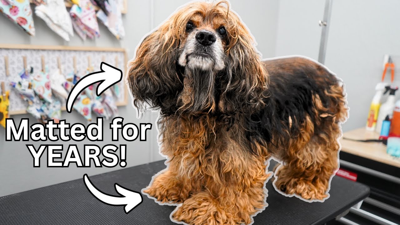 You Won't Believe This Dog's Transformation!