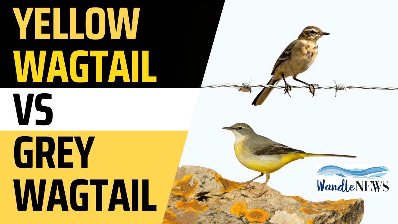 Yellow Wagtail Vs Grey Wagtail