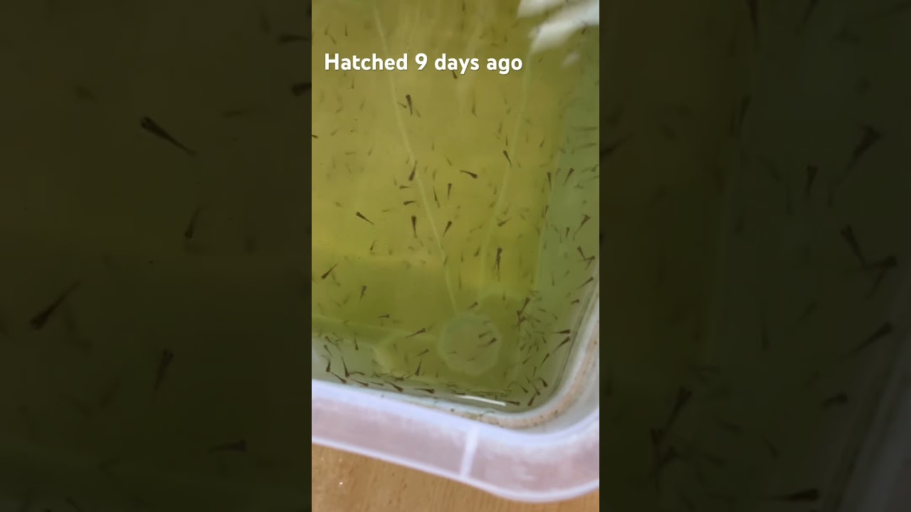 Goldfish Fry feeding spirulina only, no baby brine shrimp. How will they turn out?