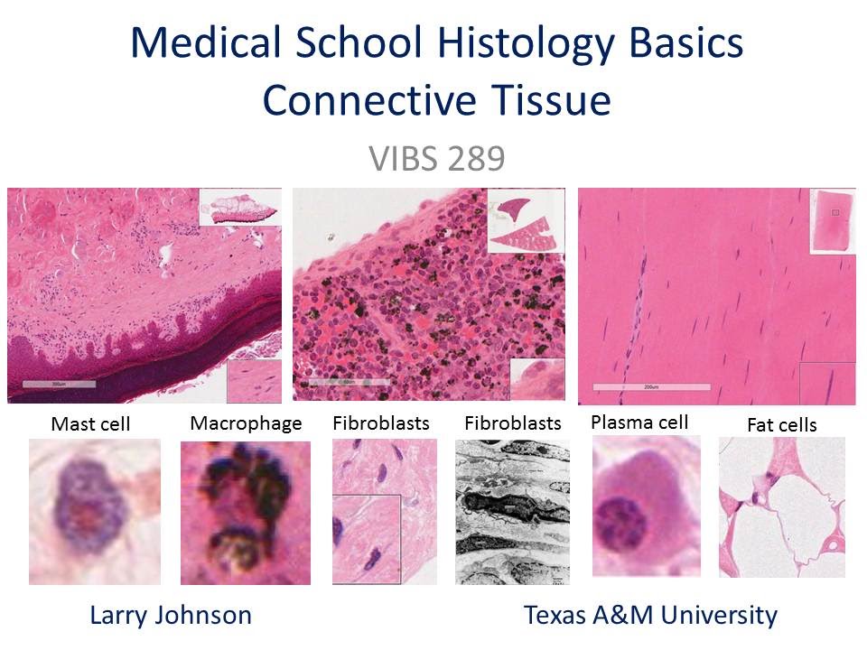 Medical School Histology Basics - Connective Tissue