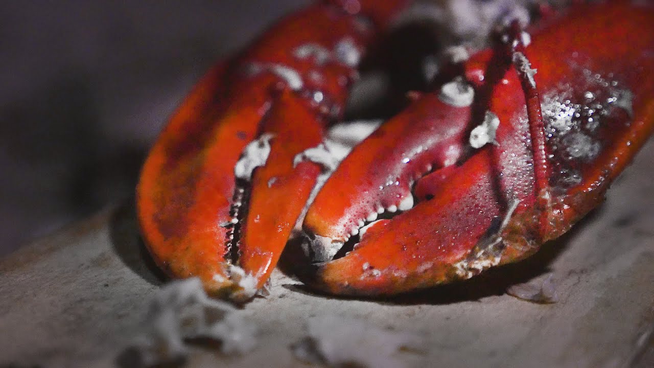 Følg med i sæson 2 af vestens vilde natur